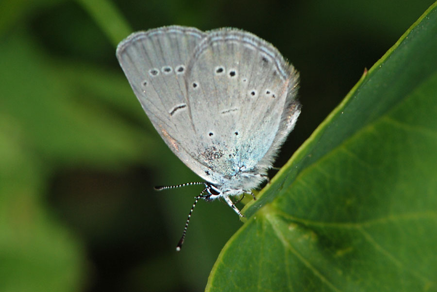 Aiuto  Lycaenidae  da I.D. : Cupido minimus